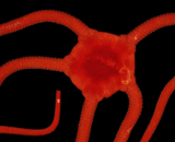 Ophioderma rubicundum