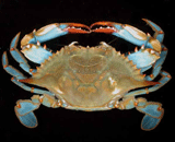 Csapidus crab
