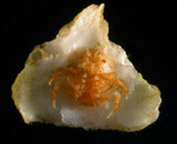 Hypoconcha spinosissima juvenile