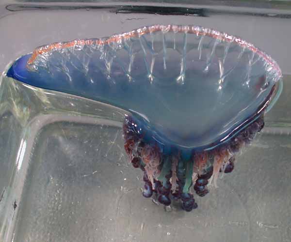 Deep Sea jelly fish,