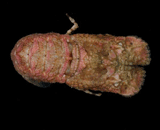 Scyllarus chacei