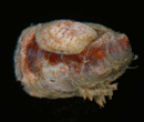 Crepidula fornicata