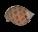 Phalium granulatum