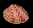 Puberella intapurpurea