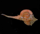 muricid gastropod