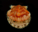 scallop