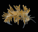 nudibranch