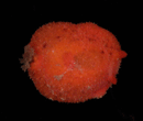 red nudibranch