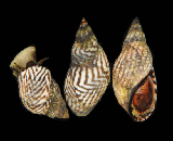 Echinolittorina placida