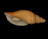 Scaphella gouldiana