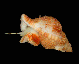 gastropod