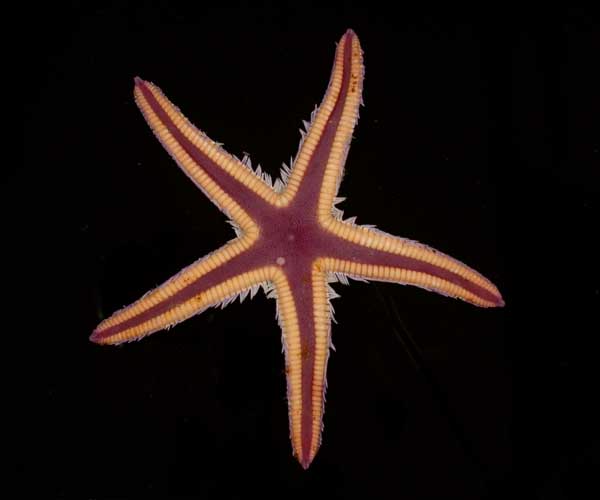 Astropecten articulatus