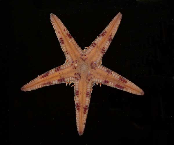 Astropecten duplicatus