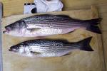 Bass Sea Foods