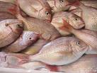 Bream Sea Foods