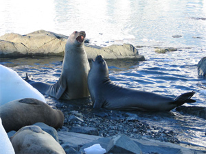 Elephant Seal Seals