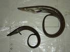 Eel Sea Foods
