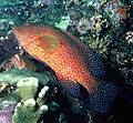 Groupers Sea Foods