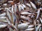 Haddock Sea Foods