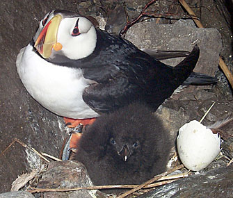Sea Birds
