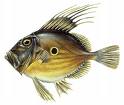 Johndory Sea Foods