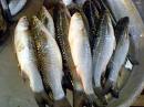 Mullet Sea Foods