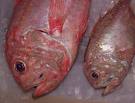 Orange roughy Sea Foods