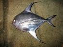 Pomfret Sea Foods