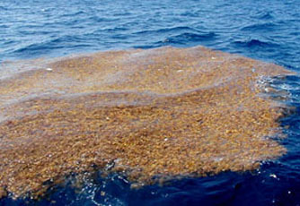 sargassum Sargasso