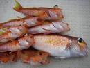Tilefishe Sea Foods