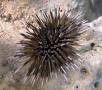 Urchin Sea Foods