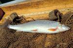 Whitefish Sea Foods