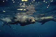 Australian Fur Seal Seals