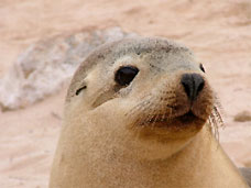 Sea Lion