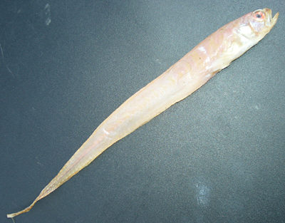 Bandfish