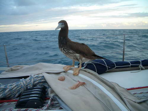 Sea Birds Adventures