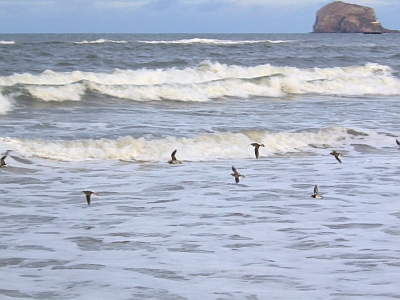 Flying-Sea Birds