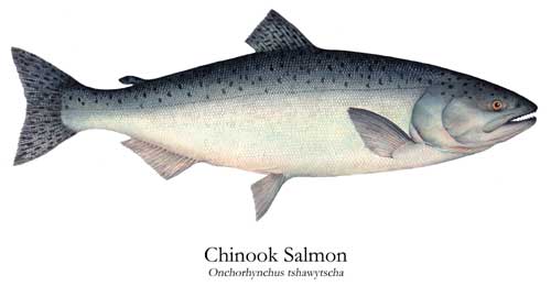 Chinook Salmon