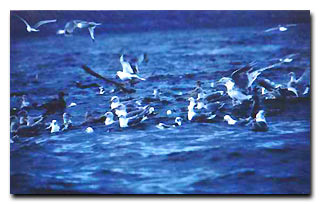 Sea Birds