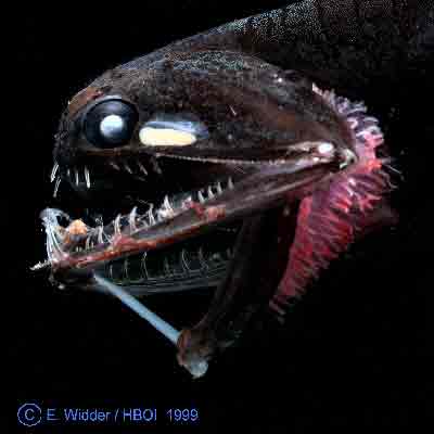Goose Fish Ocean Animals