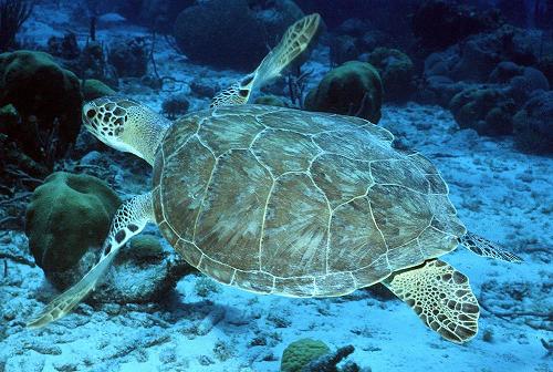 ocean turtles