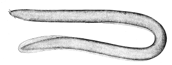 Hagfish