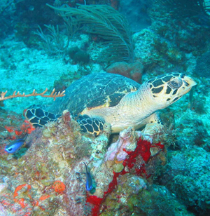 Sea Turtles