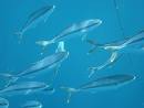 Ocean Animals