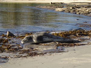 Seals