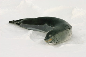 Seals