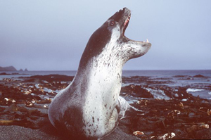 Seals