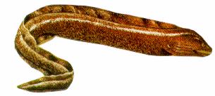 Deep sea FAQ, Can fish swim backwards?, Deep sea fishes
