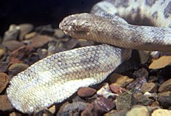 Sea Snakes