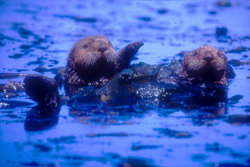 Sea Otter